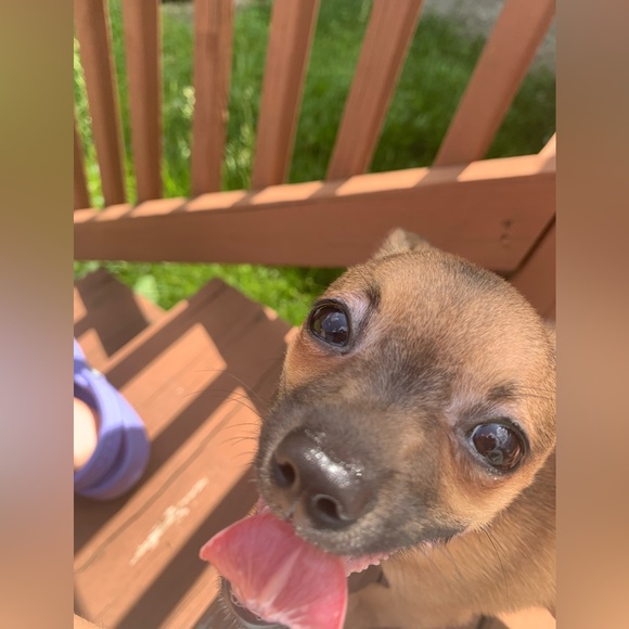 Moor and Lambchop they love their handmade crochet puppy blankets and sweatersπ - Picture 9 of 17